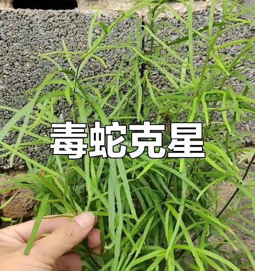 救命草有毒吗？室内养护指南（救命草的毒性探究，适合放在哪些场所？）-第2张图片-绿意生活