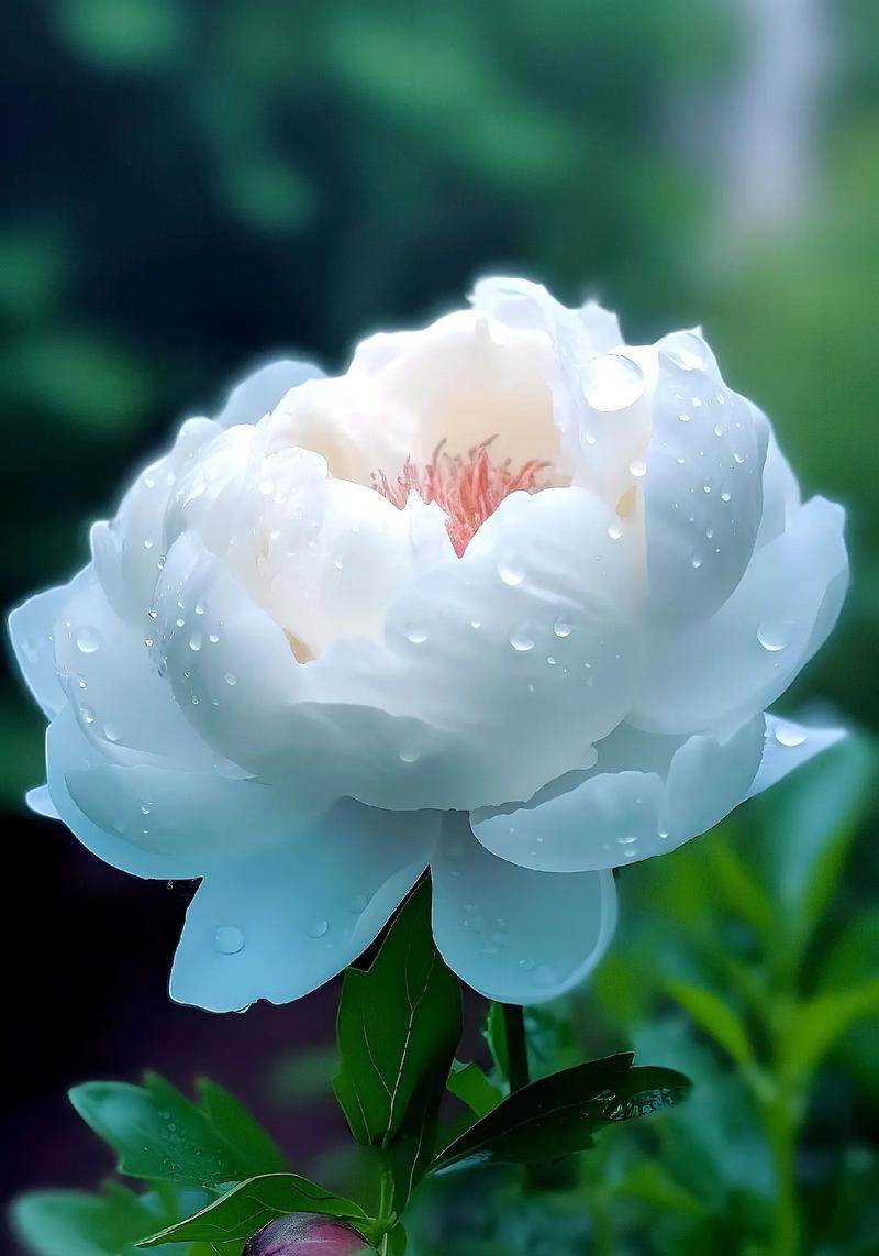 盛开的牡丹花之美（花开如火，绽放娇艳——赏析牡丹花的独特魅力）-第2张图片-绿意生活