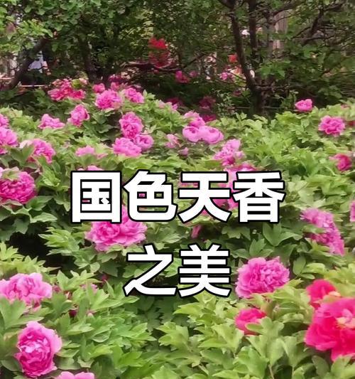 盛开的牡丹花之美（花开如火，绽放娇艳——赏析牡丹花的独特魅力）-第3张图片-绿意生活
