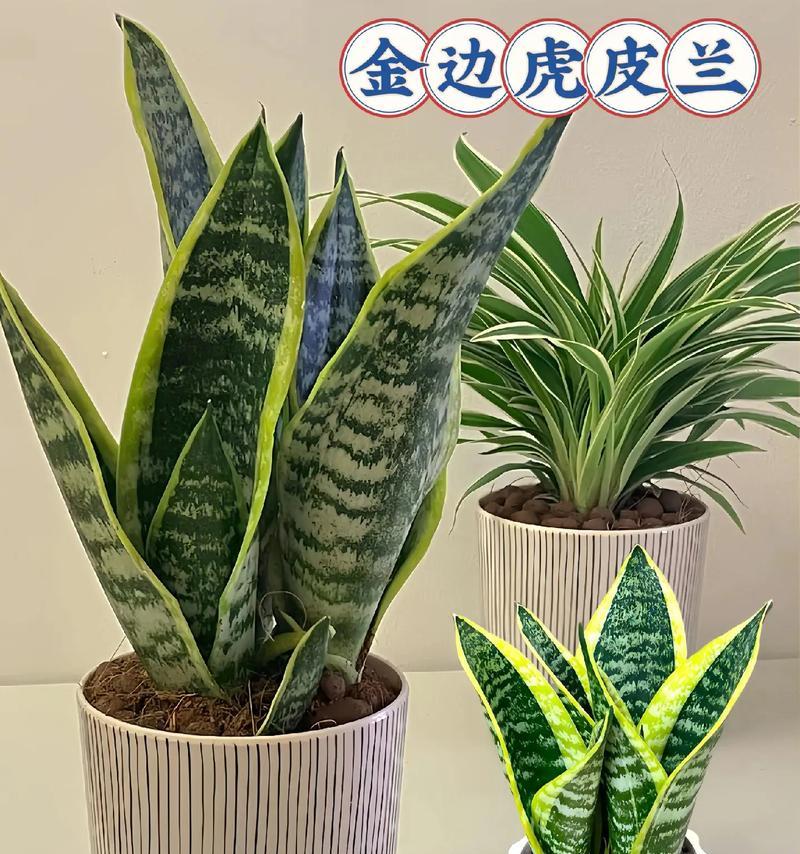 金边虎皮兰插活技巧与方法（了解金边虎皮兰的特点及插活步骤，让你轻松繁殖植物）-第1张图片-绿意生活