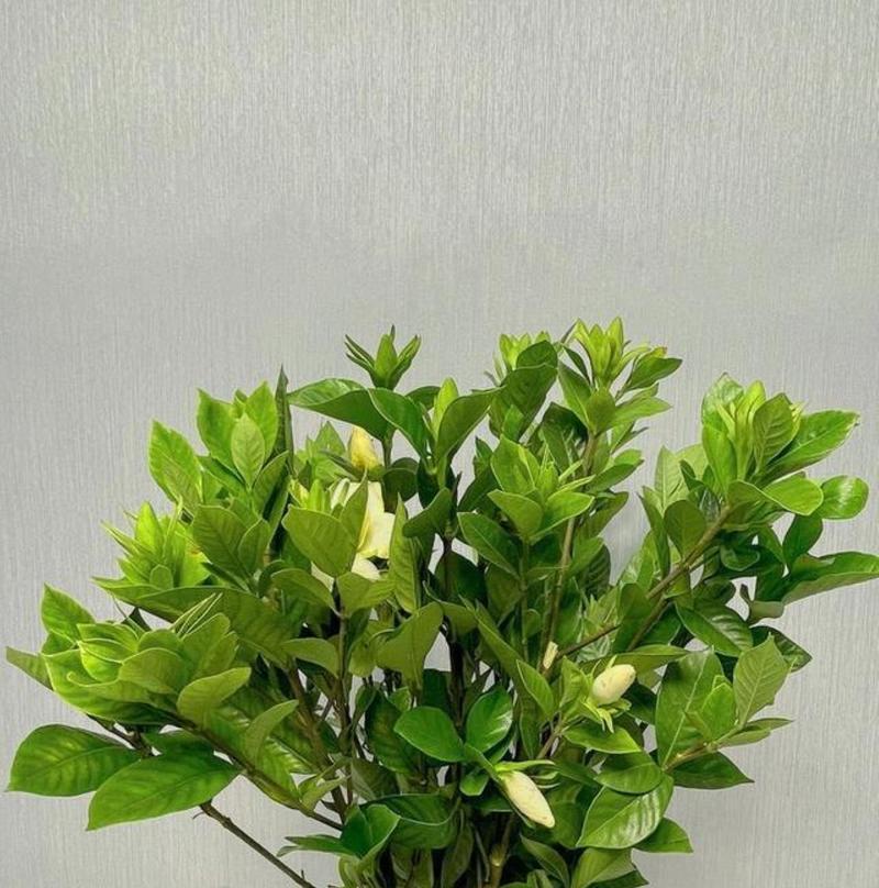 揭秘以枝子花的开花秘密（探讨以枝子花的养殖技巧，让它绽放芬芳）-第1张图片-绿意生活