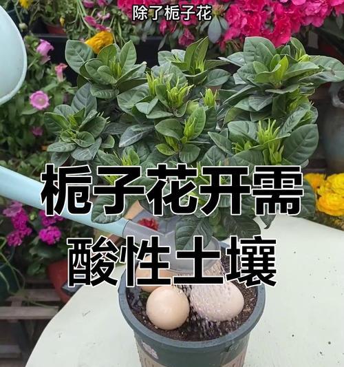 揭秘以枝子花的开花秘密（探讨以枝子花的养殖技巧，让它绽放芬芳）-第3张图片-绿意生活