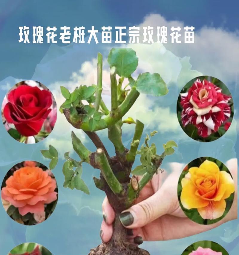 盆栽微型玫瑰花的养护秘籍（打造迷你花园，让微型玫瑰花绽放魅力）-第1张图片-绿意生活
