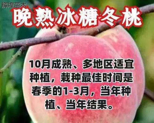 黄桃树的结果年限（了解黄桃树结果的时间和因素）-第1张图片-绿意生活