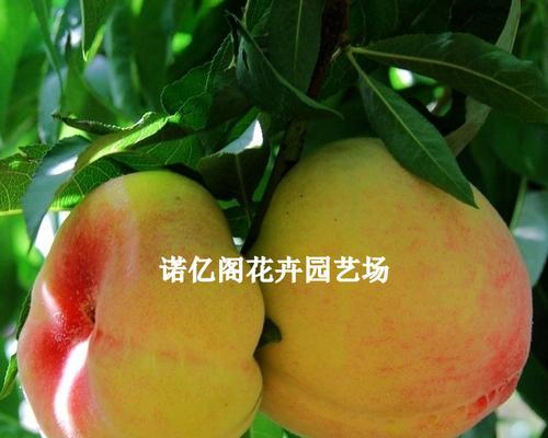 黄桃树的结果年限（了解黄桃树结果的时间和因素）-第2张图片-绿意生活