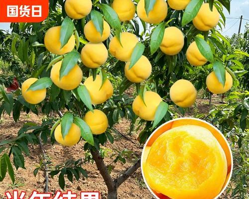 黄桃树的结果年限（了解黄桃树结果的时间和因素）-第3张图片-绿意生活