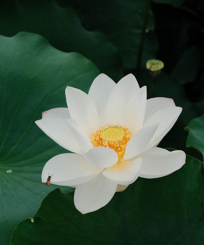 北方莲花冬季养护指南（保护莲花，迎接美丽的冬天）-第1张图片-绿意生活