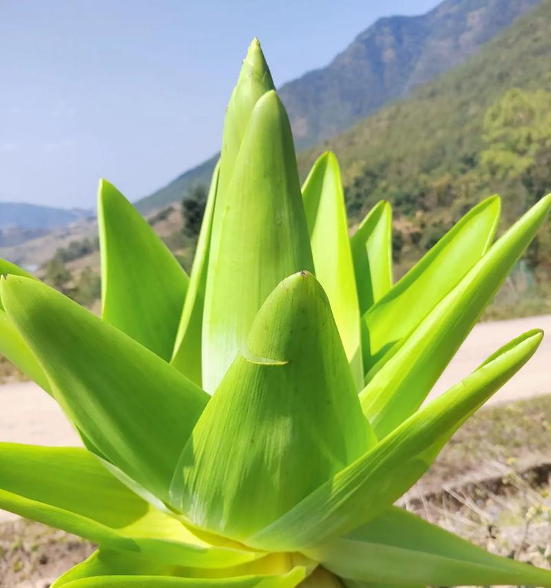北方莲花冬季养护指南（保护莲花，迎接美丽的冬天）-第3张图片-绿意生活