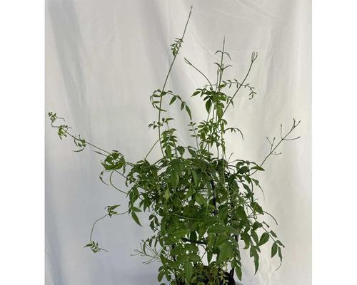 如何养护以素馨开花后的花卉-第1张图片-绿意生活