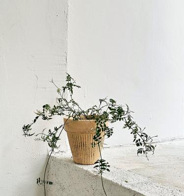 如何养护以素馨开花后的花卉-第3张图片-绿意生活