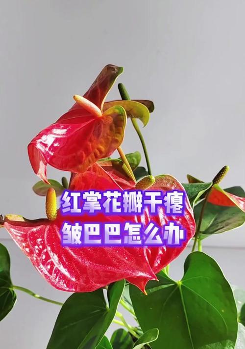 红掌花枯萎的补救方法（拯救枯萎的红掌花，从根部抓起）-第1张图片-绿意生活