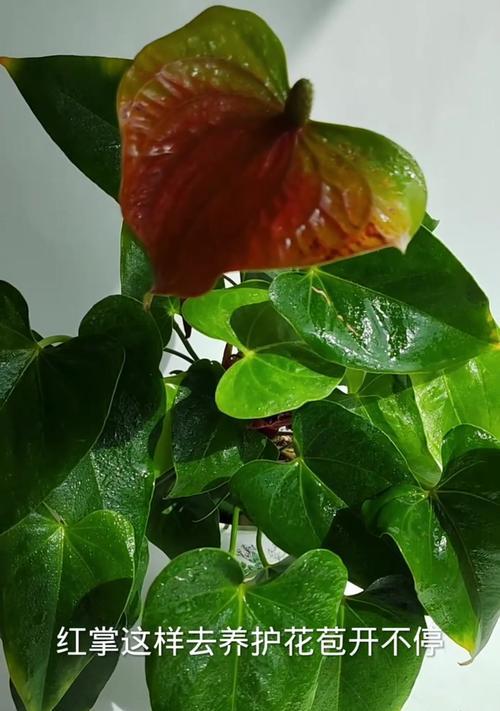 红掌花枯萎的补救方法（拯救枯萎的红掌花，从根部抓起）-第2张图片-绿意生活
