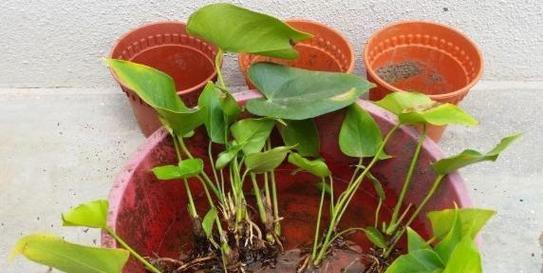 红掌花枯萎的补救方法（拯救枯萎的红掌花，从根部抓起）-第3张图片-绿意生活