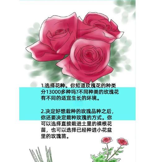 直接种植玫瑰花种子的方法与技巧（一步一步教你种出美丽的玫瑰花园）-第3张图片-绿意生活