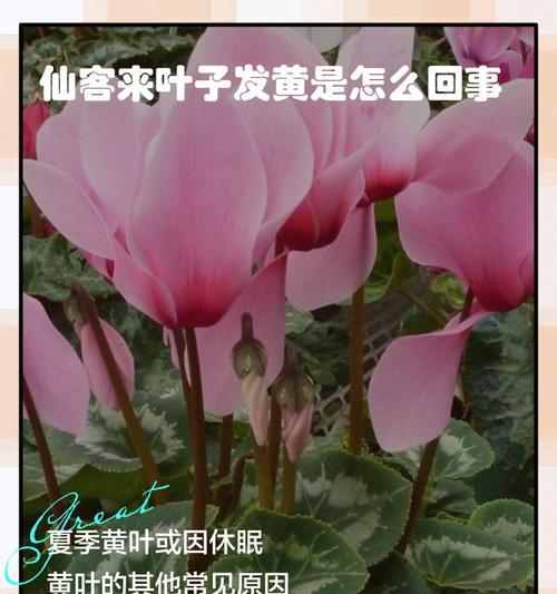 夏天仙客的打理秘籍（让你的夏天仙客焕发青春活力）-第2张图片-绿意生活
