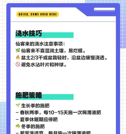 夏天仙客的打理秘籍（让你的夏天仙客焕发青春活力）-第1张图片-绿意生活