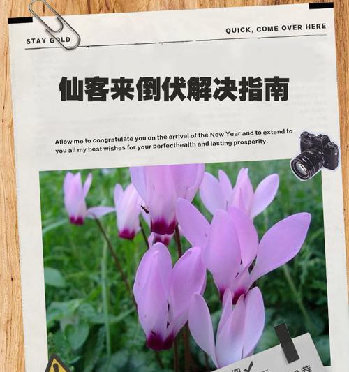 夏天仙客的打理秘籍（让你的夏天仙客焕发青春活力）-第3张图片-绿意生活