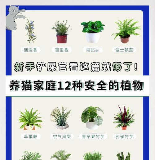 碧玉椒草的养殖技巧与注意事项（了解碧玉椒草的生态环境和养护要点，助您打造独特的绿色花园）-第1张图片-绿意生活