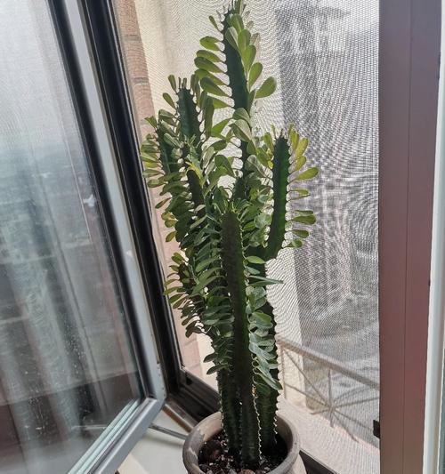 冬季龙骨黄叶的原因和对植物生长的影响（探究冬季龙骨黄叶现象的成因及对植物生态系统的影响）-第2张图片-绿意生活