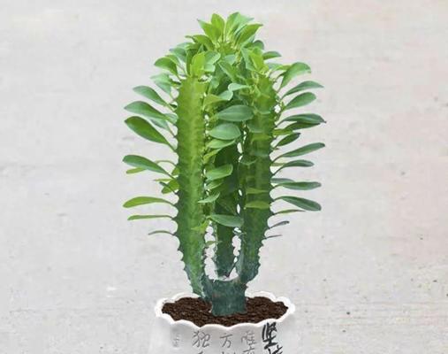冬季龙骨黄叶的原因和对植物生长的影响（探究冬季龙骨黄叶现象的成因及对植物生态系统的影响）-第1张图片-绿意生活