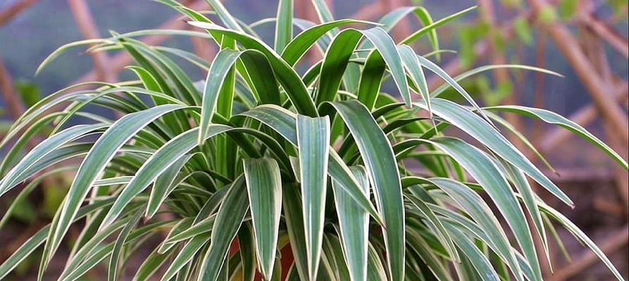 冬季龙骨黄叶的原因和对植物生长的影响（探究冬季龙骨黄叶现象的成因及对植物生态系统的影响）-第3张图片-绿意生活