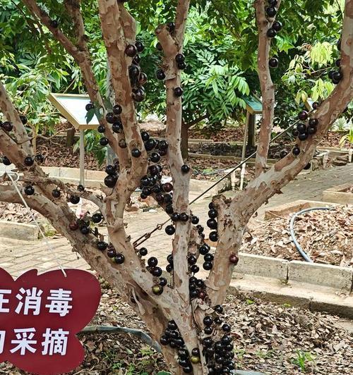 阳台种植的水果意外掉落怎么处理？（保护种植的心血，防止阳台水果掉落的秘籍）-第1张图片-绿意生活