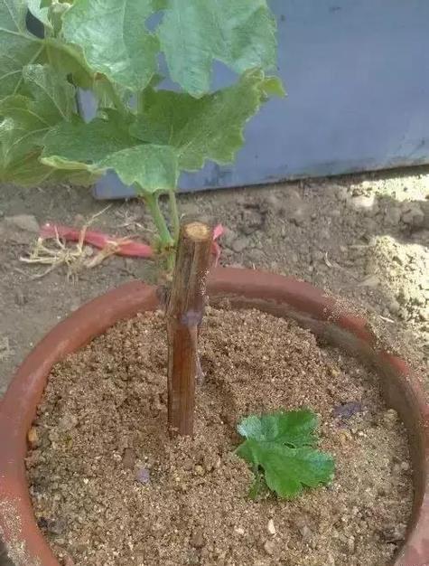 阳台种植的水果意外掉落怎么处理？（保护种植的心血，防止阳台水果掉落的秘籍）-第3张图片-绿意生活