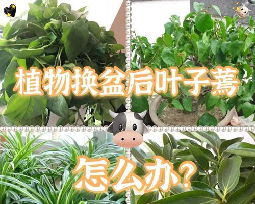 如何挽救叶子蔫了的米兰（米兰叶子蔫了怎么办？一起来看看这15个妙招！）-第2张图片-绿意生活