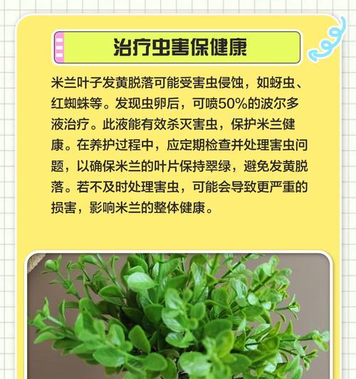如何挽救叶子蔫了的米兰（米兰叶子蔫了怎么办？一起来看看这15个妙招！）-第3张图片-绿意生活