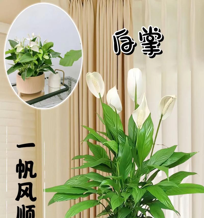 白掌花水培黑的原因及解决方法（白掌花水培过程中为什么会变黑，如何解决）-第3张图片-绿意生活