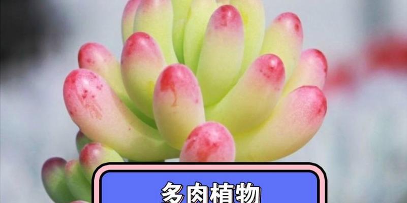 如何让以热的植物越冬（保护方法和关键技巧）-第1张图片-绿意生活