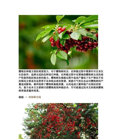 家里种植樱桃的乐趣与技巧（用心耕种，品味红色诱惑）-第1张图片-绿意生活