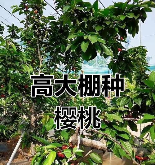 家里种植樱桃的乐趣与技巧（用心耕种，品味红色诱惑）-第3张图片-绿意生活