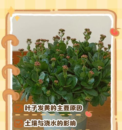 长寿花干心叶子的特点及功效（探寻长寿花干心叶子的神奇之处）-第1张图片-绿意生活