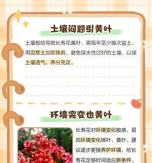 长寿花干心叶子的特点及功效（探寻长寿花干心叶子的神奇之处）-第2张图片-绿意生活