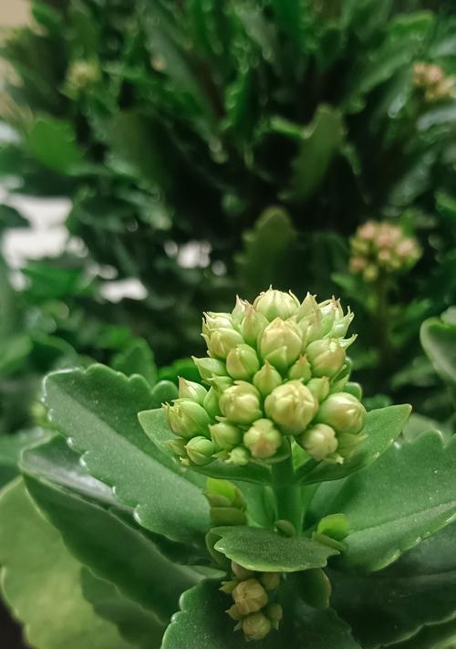 长寿花干心叶子的特点及功效（探寻长寿花干心叶子的神奇之处）-第3张图片-绿意生活