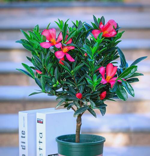 美丽多彩的杜鹃花山茶花世界（杜鹃花与山茶花的区分及特色）-第2张图片-绿意生活