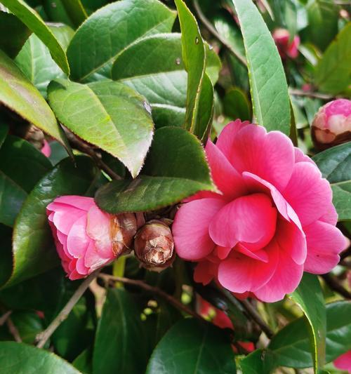 美丽多彩的杜鹃花山茶花世界（杜鹃花与山茶花的区分及特色）-第3张图片-绿意生活
