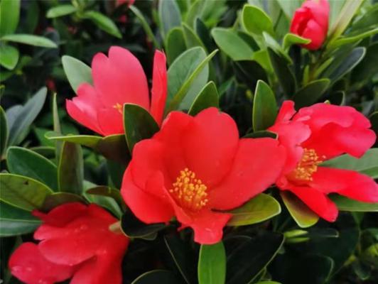 美丽多彩的杜鹃花山茶花世界（杜鹃花与山茶花的区分及特色）-第1张图片-绿意生活