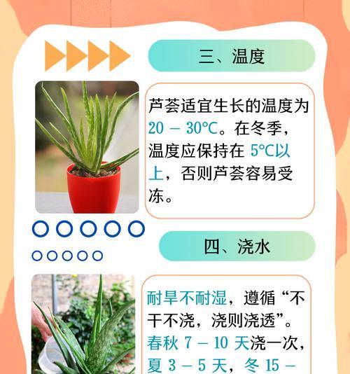 芦荟叶子发软下垂的原因及补救方法（如何让芦荟叶子重展生机？）-第2张图片-绿意生活