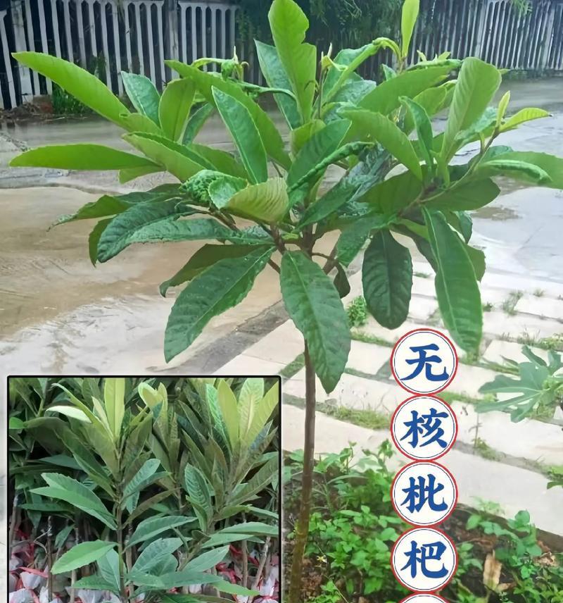 干枇杷种子种植指南（从种子到果实，轻松栽培，丰收无忧）-第2张图片-绿意生活