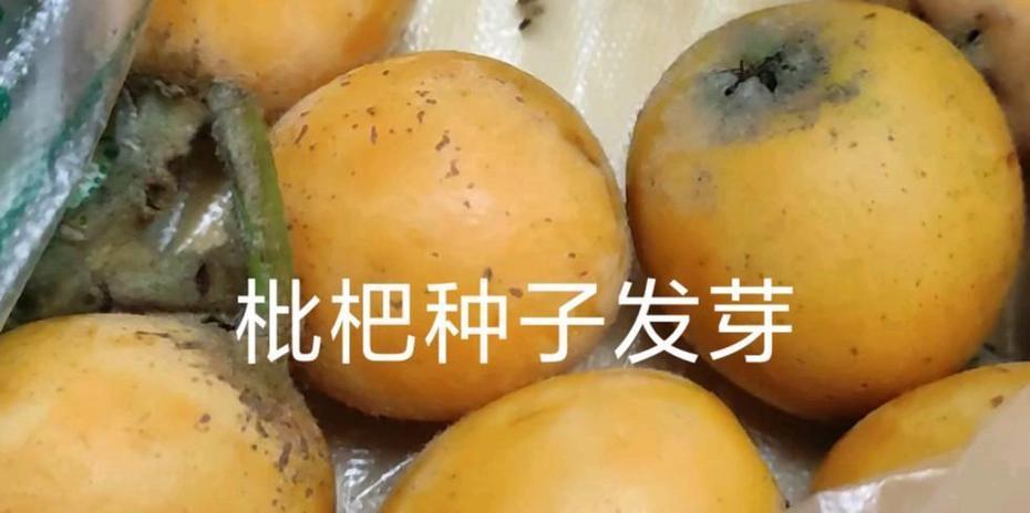 干枇杷种子种植指南（从种子到果实，轻松栽培，丰收无忧）-第1张图片-绿意生活
