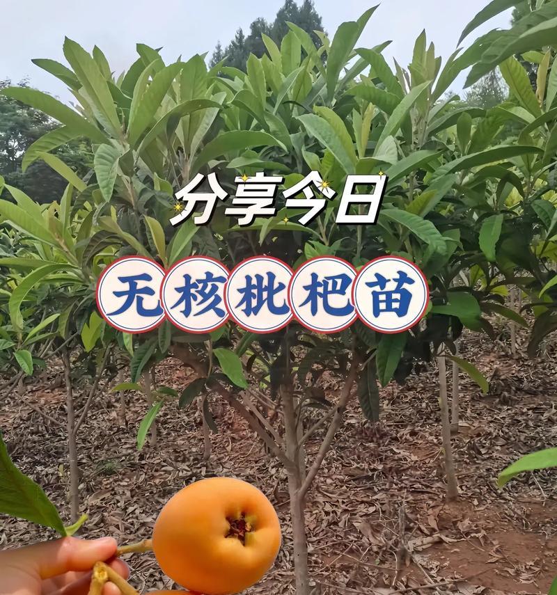 干枇杷种子种植指南（从种子到果实，轻松栽培，丰收无忧）-第3张图片-绿意生活
