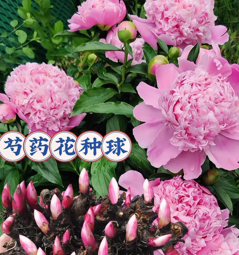 芍药花根烂了如何修剪（修剪烂芍药花根的步骤和技巧）-第1张图片-绿意生活