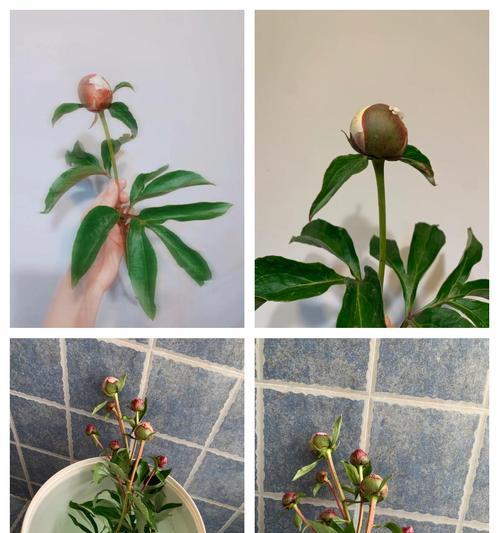 芍药花根烂了如何修剪（修剪烂芍药花根的步骤和技巧）-第3张图片-绿意生活