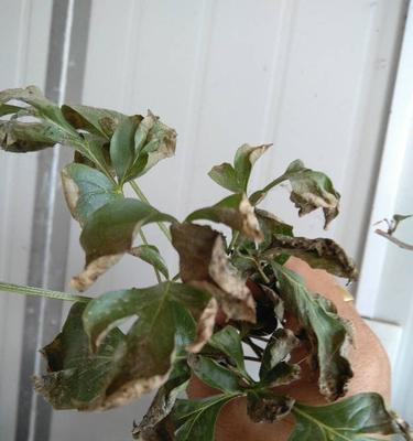 芍药花根烂了如何修剪（修剪烂芍药花根的步骤和技巧）-第2张图片-绿意生活