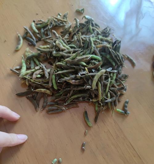 轻松剥壳，享受美味——毛豆剥壳技巧（让你爱上毛豆的简单方法）-第1张图片-绿意生活