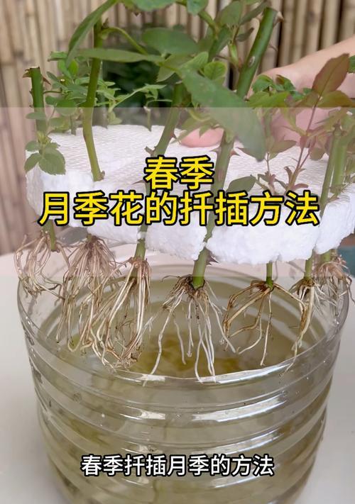 月季花的扦插技巧与最佳时机（掌握正确扦插方法，让你的月季花繁衍蓬勃）-第1张图片-绿意生活