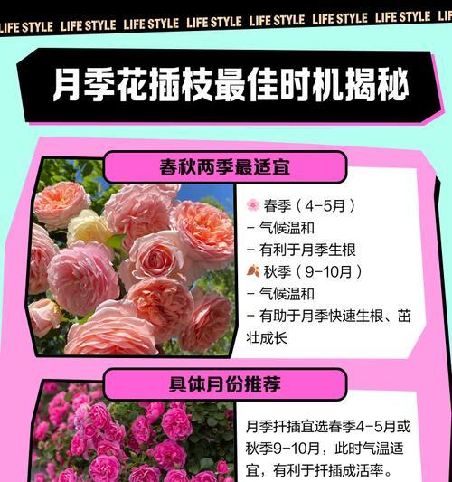 月季花的扦插技巧与最佳时机（掌握正确扦插方法，让你的月季花繁衍蓬勃）-第2张图片-绿意生活