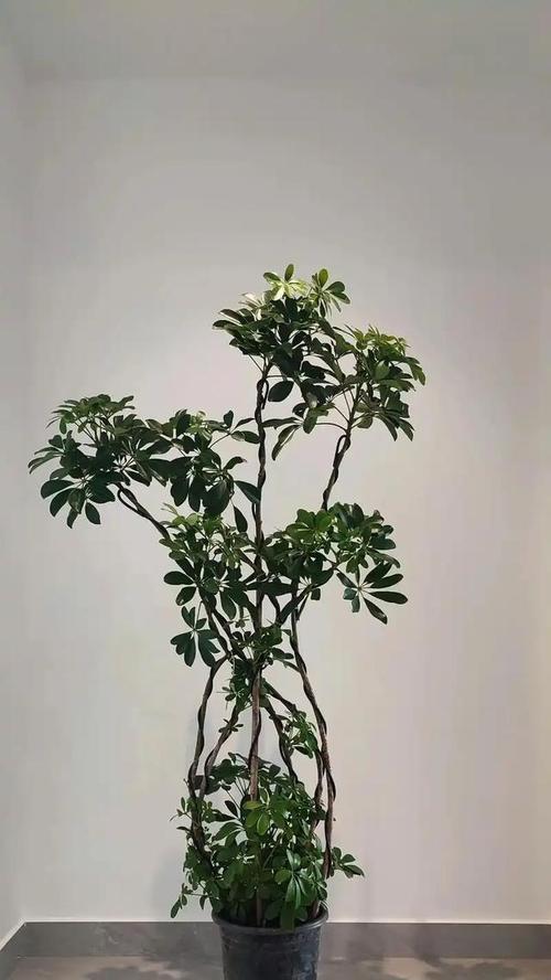 高鹅掌柴的快速生长之道（种植高鹅掌柴的关键要素和方法）-第2张图片-绿意生活